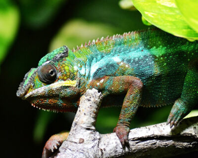 Caméléon en détresse