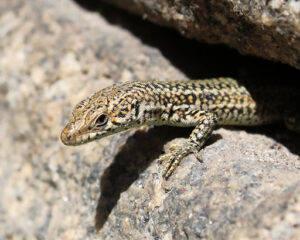 Lézard des murailles en détresse