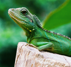 Reptile en détresse