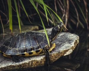 Tortue aquatique en détresse