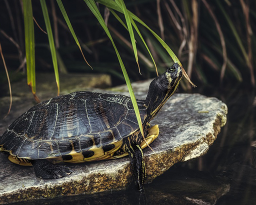 Tortue aquatique en détresse