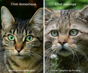 chat sauvage vs chat domestique