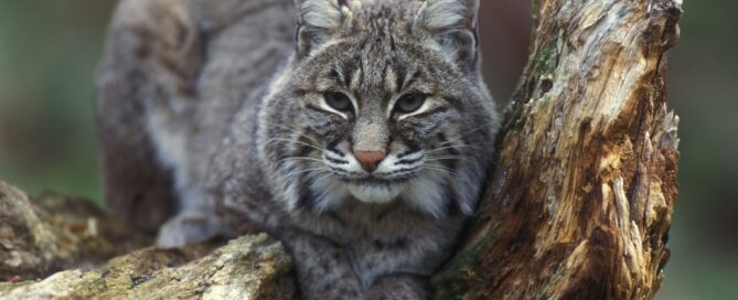 chat sauvage en détresse