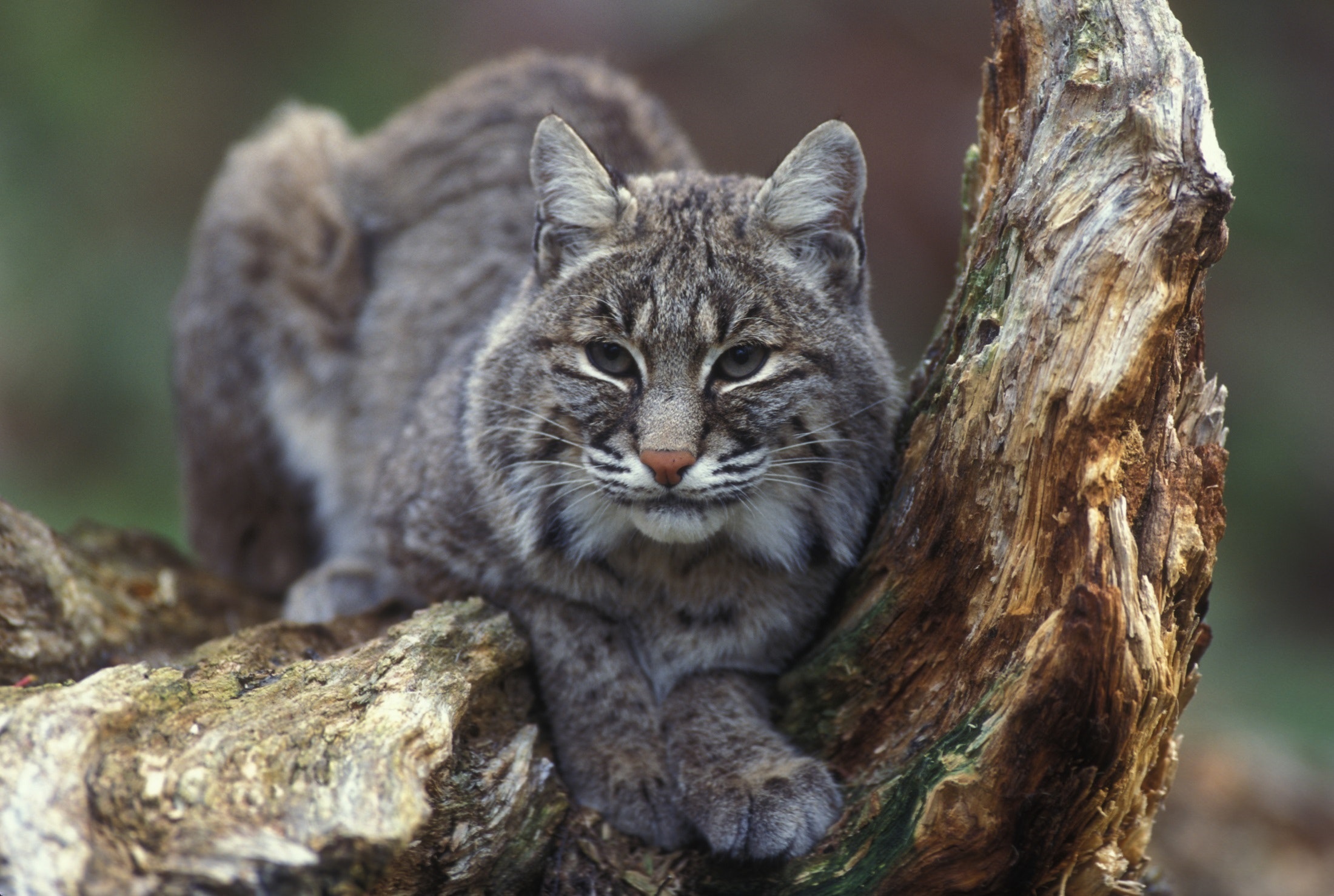 chat sauvage en détresse