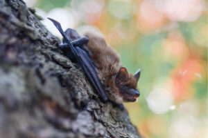 chauve-souris en détresse