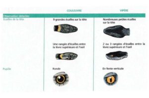 couleuvre vs vipère