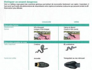 couleuvre vs vipère