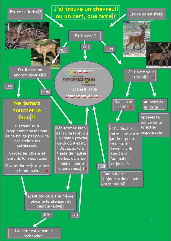 chevreuil cerf élaphe en détresse