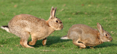 lapin de garenne