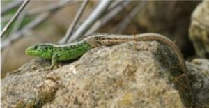 lézard des souches