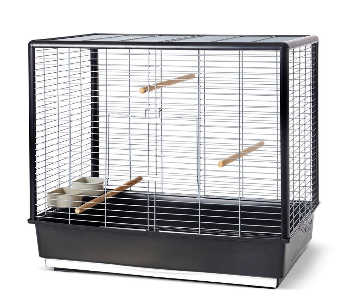 mauvaise cage oiseau exotique domestique