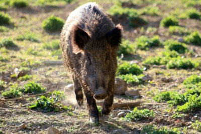 sanglier en détresse